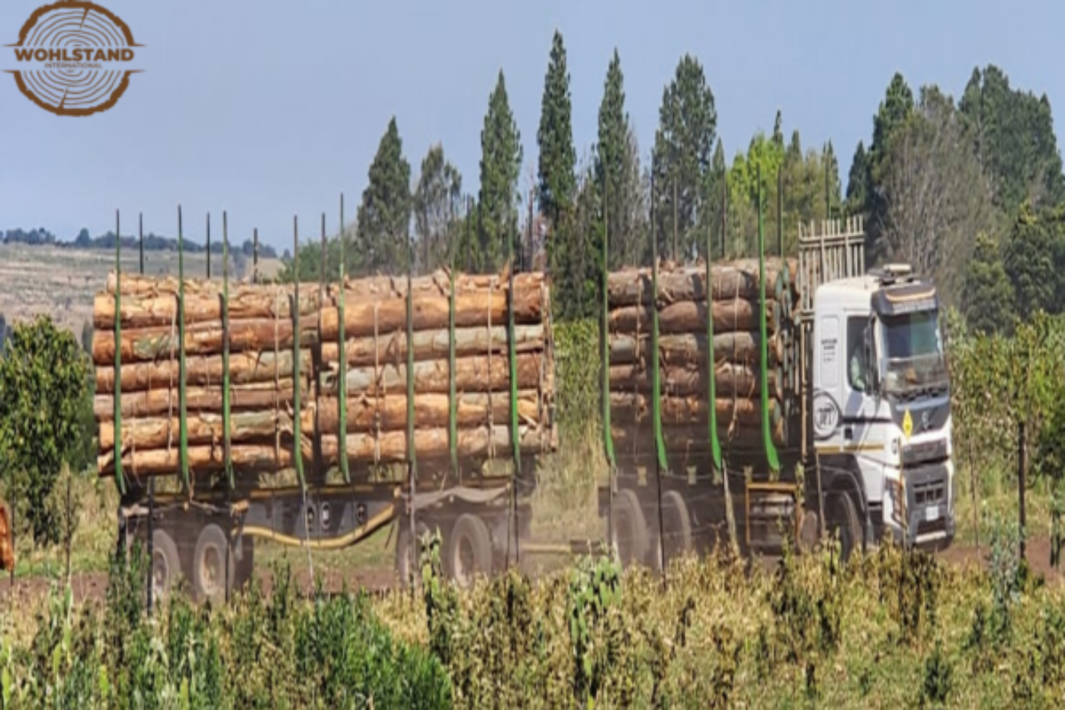 African-Origin South African Pine Logs