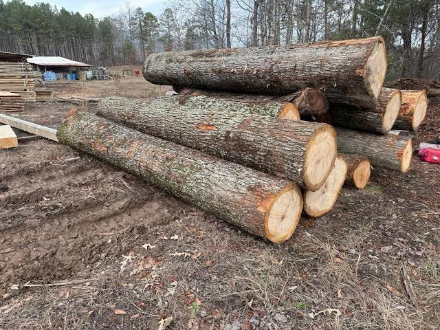 American Red Oak logs stacked outdoors, ready for export