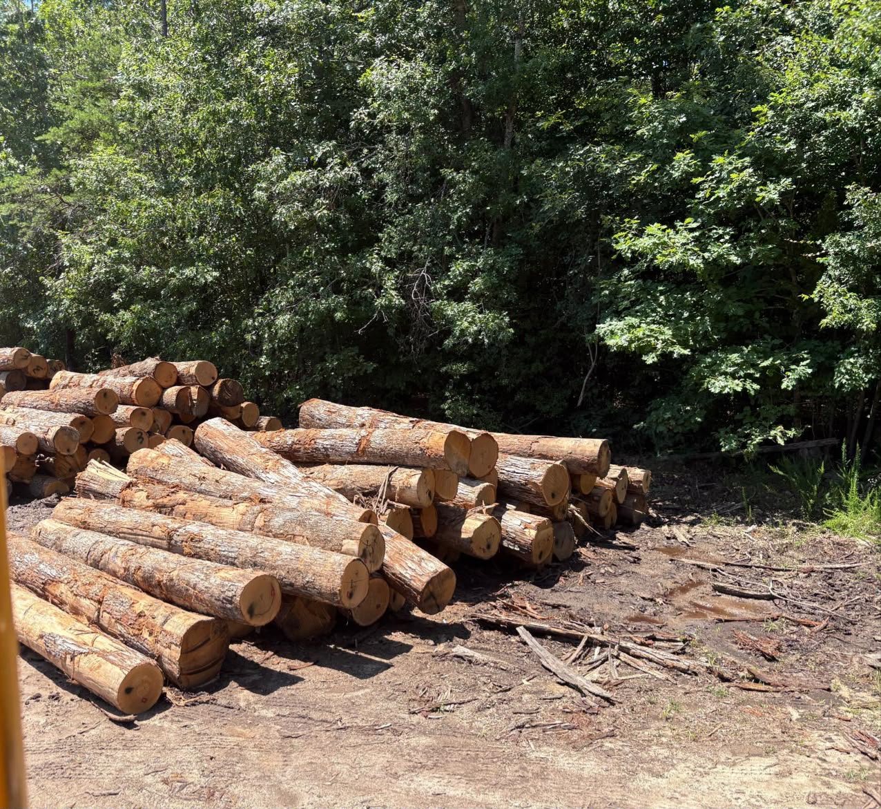 USA Eastern White Pine logs prepared for export - view 1