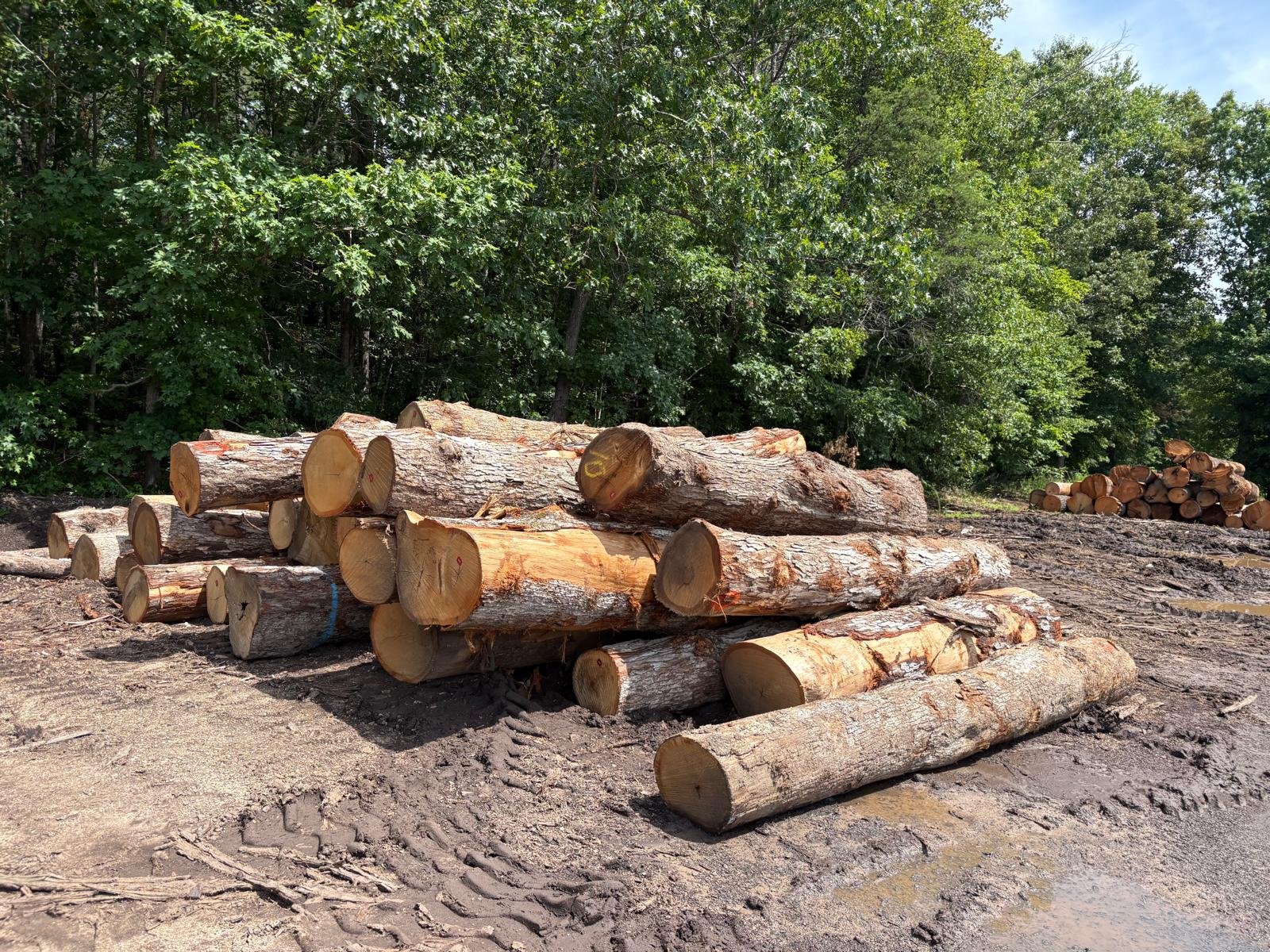 USA Eastern White Pine logs prepared for export - view 2
