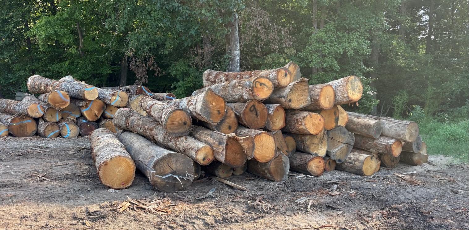 American White Oak logs prepared for export - view 1
