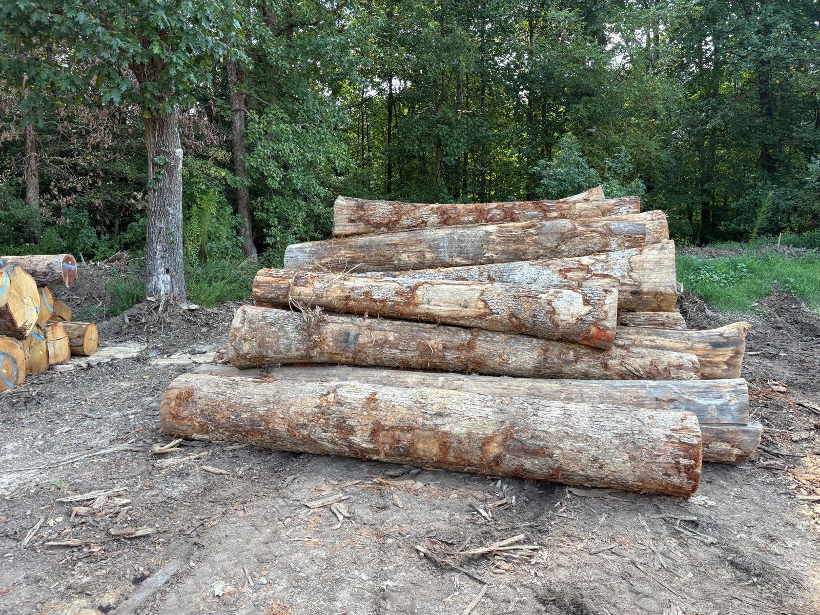 American White Oak logs prepared for export - view 2
