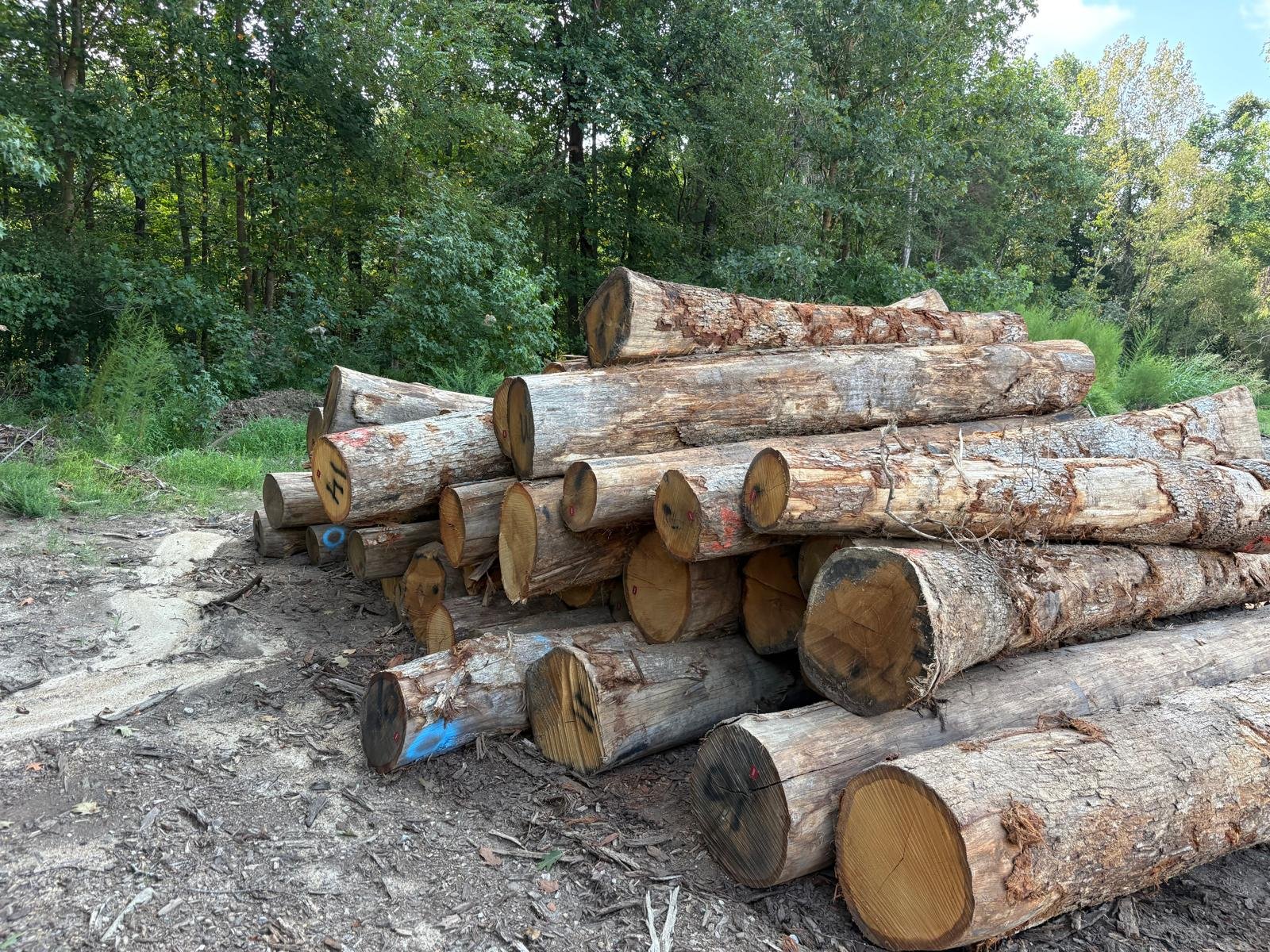 American White Oak logs prepared for export - view 3